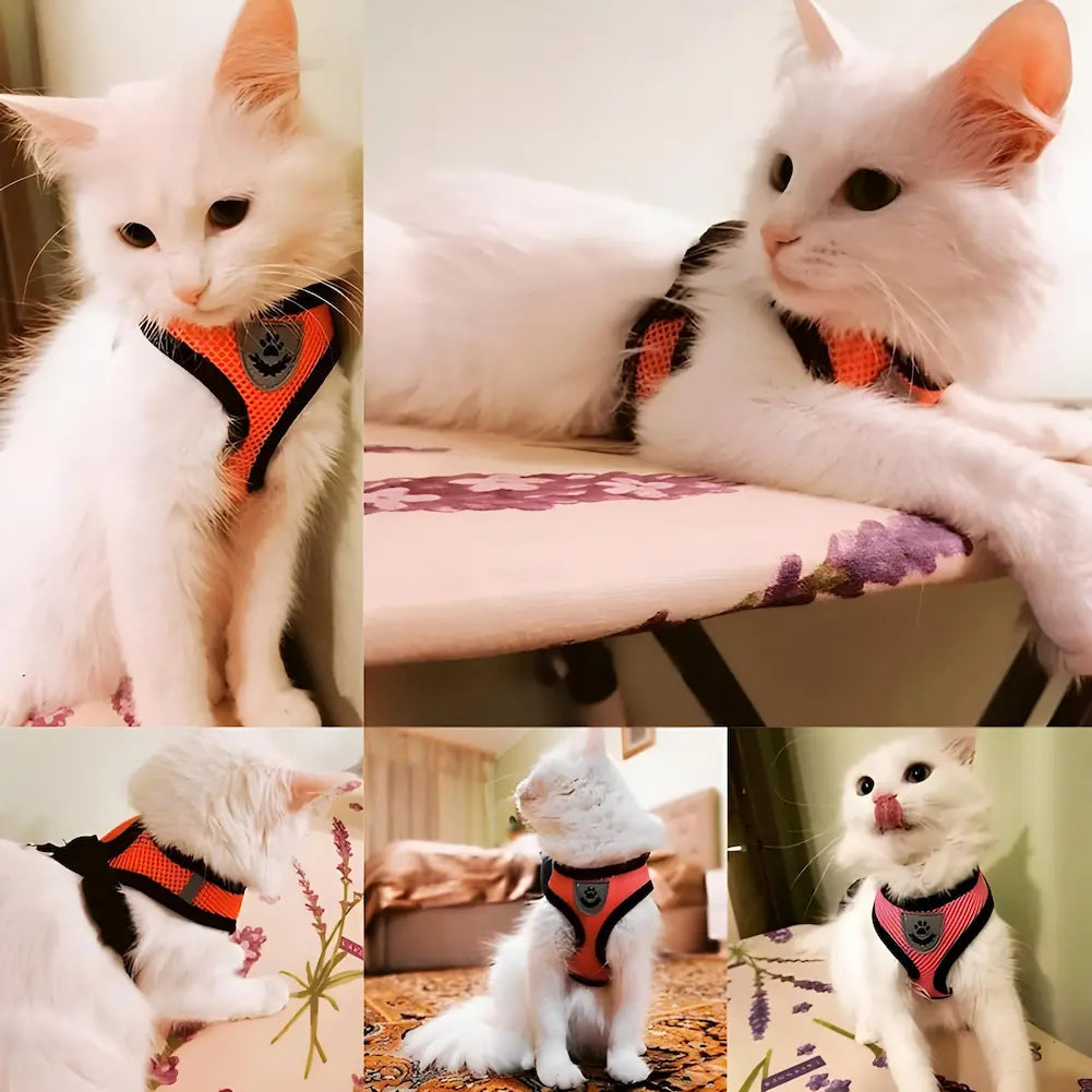 A imagem mostra um gato branco em várias poses, usando uma coleira peitoral laranja com detalhes em preto. O fundo é composto por ambientes domésticos diferentes. A coleira parece confortável e segura, ajustada ao corpo do gato, realçando sua aparência elegante e tranquila.